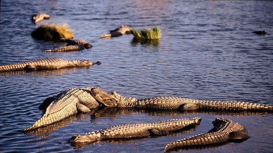 Florida’s Alligator Mating Season Is Here: What Newcomers and Homebuyers Need to Know Before Summer (featured)